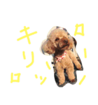 くんぺーーーー用（個別スタンプ：5）