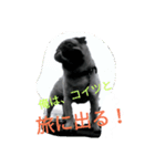 パグモンスター（個別スタンプ：1）