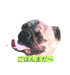 パグモンスター（個別スタンプ：8）