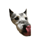 雑種犬ゴロとナナ（個別スタンプ：1）