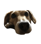 雑種犬ゴロとナナ（個別スタンプ：2）