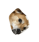 雑種犬ゴロとナナ（個別スタンプ：4）