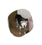 雑種犬ゴロとナナ（個別スタンプ：6）