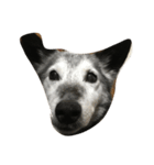 雑種犬ゴロとナナ（個別スタンプ：7）