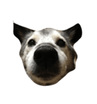 雑種犬ゴロとナナ（個別スタンプ：8）