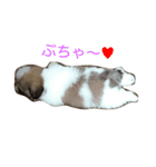はる@シーズー1（個別スタンプ：2）