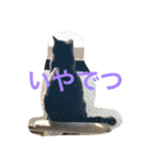 ドーラでつ（個別スタンプ：2）