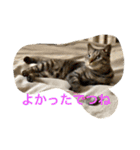 ドーラでつ（個別スタンプ：13）