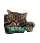 マイペット♪（個別スタンプ：1）