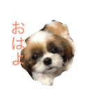マイペット♪（個別スタンプ：5）