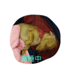 源次郎（個別スタンプ：1）