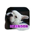 フレンチブルドッグ六助（個別スタンプ：3）