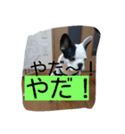 フレンチブルドッグ六助（個別スタンプ：5）