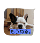 フレンチブルドッグ六助（個別スタンプ：6）