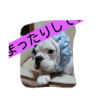 フレンチブルドッグ六助（個別スタンプ：10）