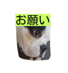 フレンチブルドッグ六助（個別スタンプ：11）