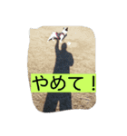 フレンチブルドッグ六助（個別スタンプ：14）