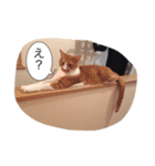 おぱかぴもぷとぺ2（個別スタンプ：4）