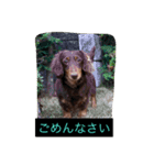 おしゃべりわんこちゃん（個別スタンプ：3）
