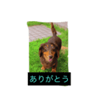 おしゃべりわんこちゃん（個別スタンプ：4）