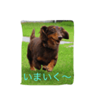 おしゃべりわんこちゃん（個別スタンプ：5）
