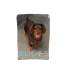 おしゃべりわんこちゃん（個別スタンプ：7）