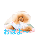 ☆モカの気持ちスタンプ☆（個別スタンプ：1）