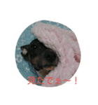 日テリだよ。（個別スタンプ：4）