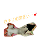 日テリだよ。（個別スタンプ：6）