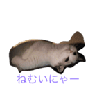 ふてぶてしのにゃん（個別スタンプ：1）