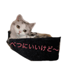 ふてぶてしのにゃん（個別スタンプ：2）
