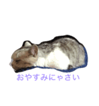 ふてぶてしのにゃん（個別スタンプ：4）