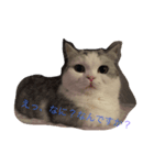 ふてぶてしのにゃん（個別スタンプ：5）