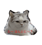 ふてぶてしのにゃん（個別スタンプ：6）
