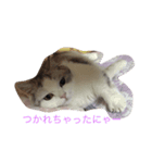 ふてぶてしのにゃん（個別スタンプ：7）