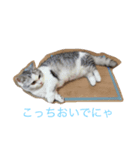 ふてぶてしのにゃん（個別スタンプ：8）