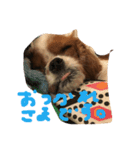 dande3（個別スタンプ：2）