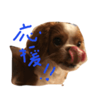 dande3（個別スタンプ：4）
