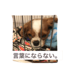 dande3（個別スタンプ：6）