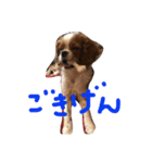 dande3（個別スタンプ：7）