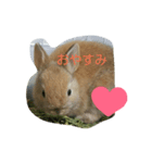 ミルミル（個別スタンプ：1）
