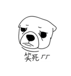 Do you really think I'm Chihuahua？（個別スタンプ：12）