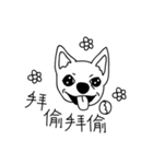Do you really think I'm Chihuahua？（個別スタンプ：17）