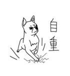Do you really think I'm Chihuahua？（個別スタンプ：29）