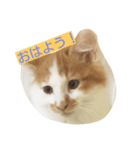 ラテさんスタンプ（個別スタンプ：3）
