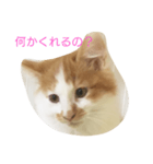 ラテさんスタンプ（個別スタンプ：8）