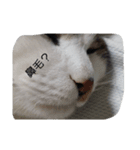 うちの猫さん2（個別スタンプ：5）
