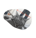 うちの猫さん2（個別スタンプ：7）