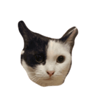 猫ねこcat（個別スタンプ：1）