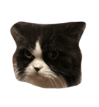 猫ねこcat（個別スタンプ：2）
